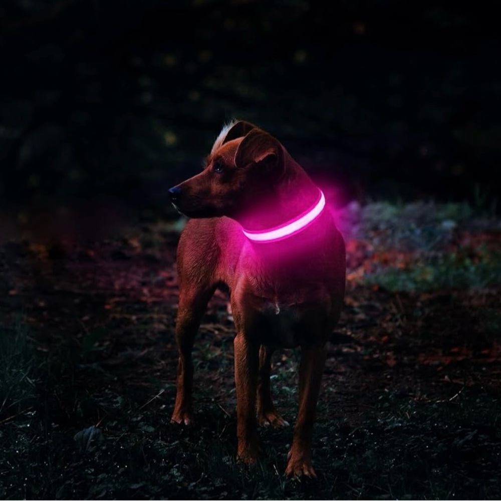 Led Light Up Dog Collar, NIB